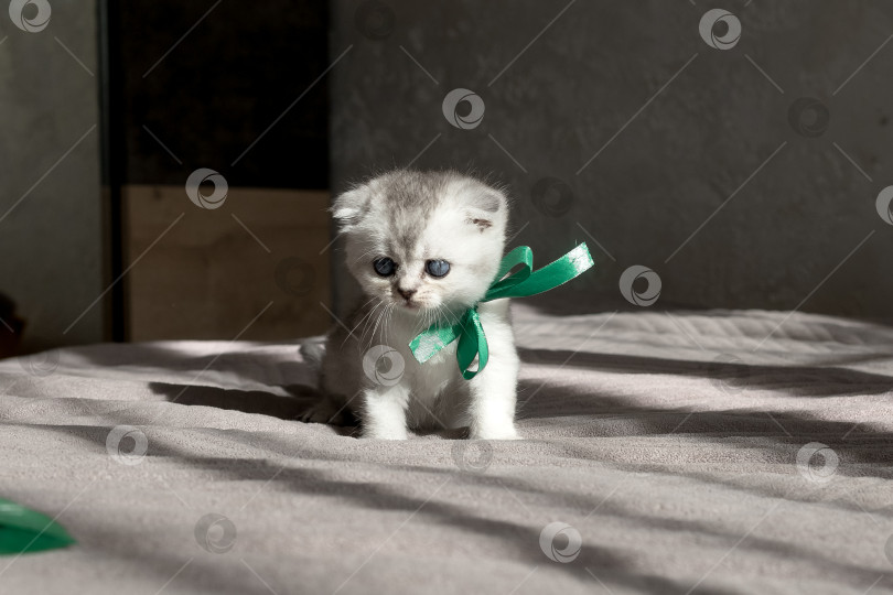 Скачать Шотландский прямолинейный серебристый котенок бежит фотосток Ozero