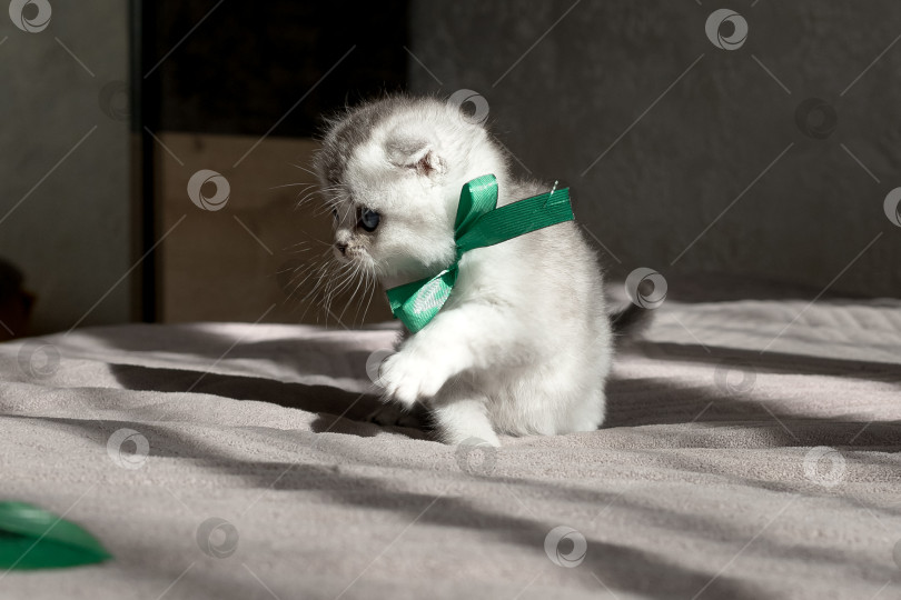 Скачать Шотландский прямолинейный серебристый котенок бежит фотосток Ozero
