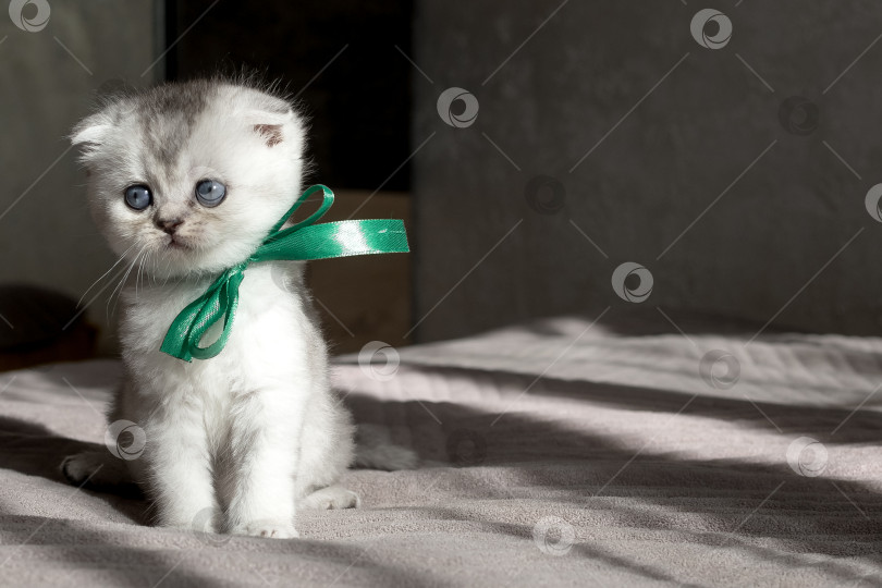 Скачать Шотландский прямолинейный серебристый котенок бежит фотосток Ozero