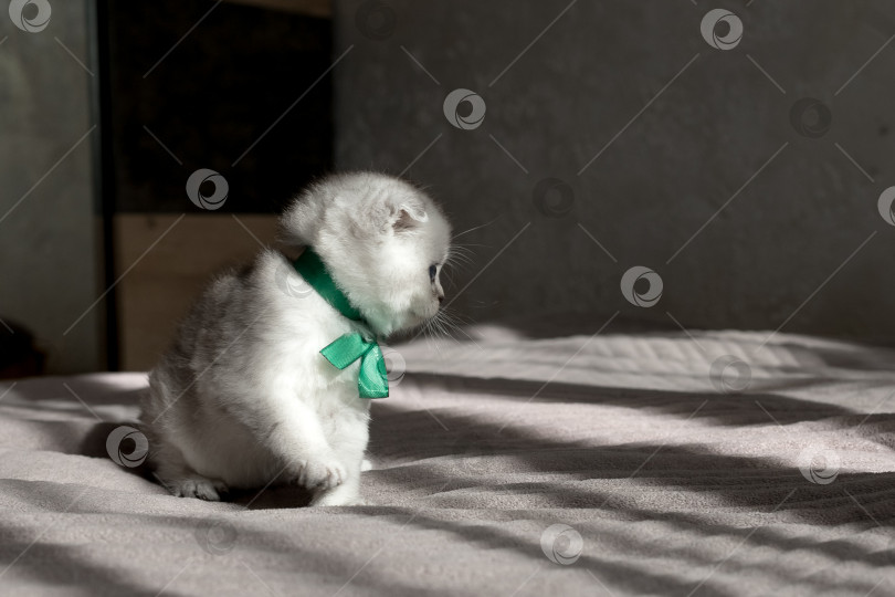 Скачать Шотландский прямолинейный серебристый котенок бежит фотосток Ozero