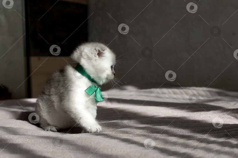 Скачать Шотландский прямолинейный серебристый котенок бежит фотосток Ozero