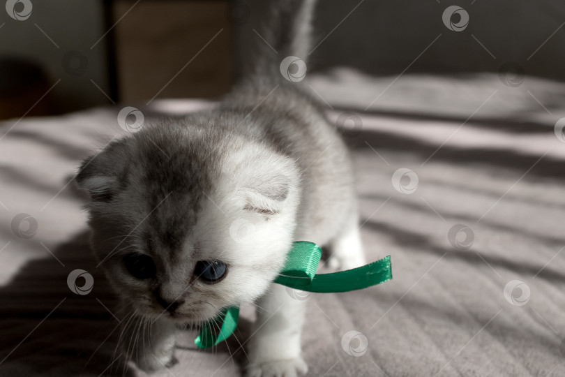 Скачать Шотландский прямолинейный серебристый котенок бежит фотосток Ozero
