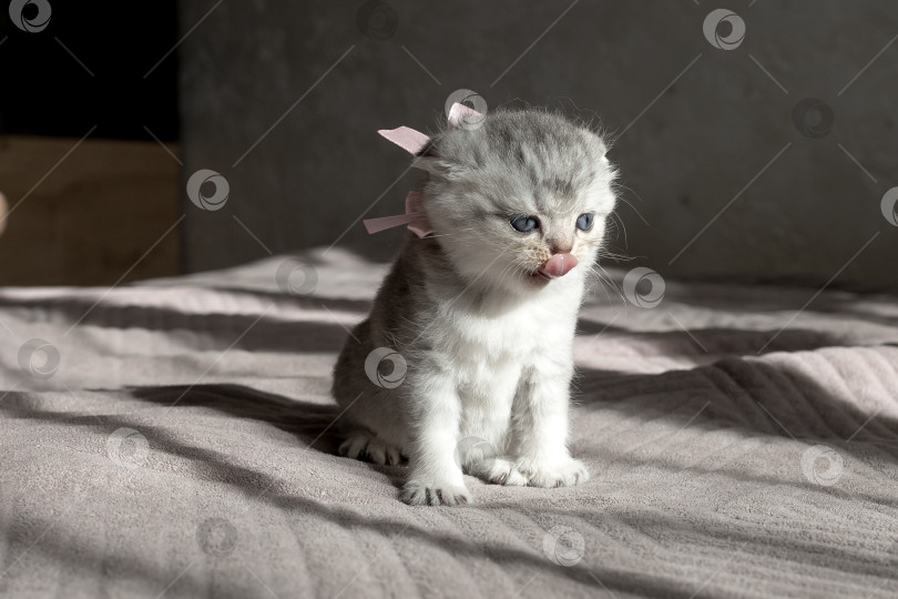 Скачать Шотландский прямолинейный серебристый котенок бежит фотосток Ozero