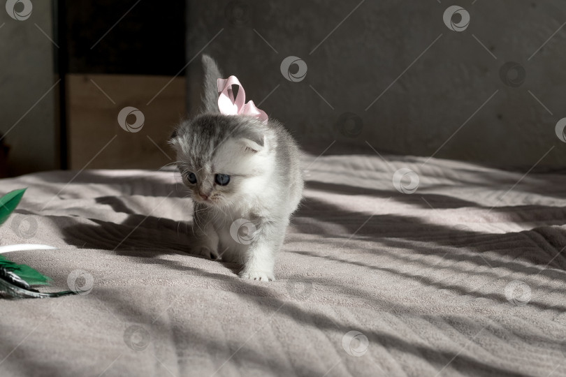 Скачать Шотландский прямолинейный серебристый котенок бежит фотосток Ozero