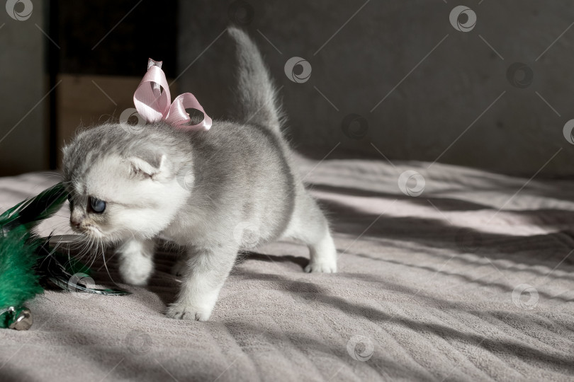 Скачать Шотландский прямолинейный серебристый котенок бежит фотосток Ozero