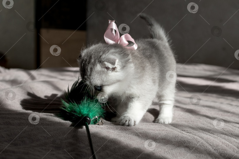 Скачать Шотландский прямолинейный серебристый котенок бежит фотосток Ozero