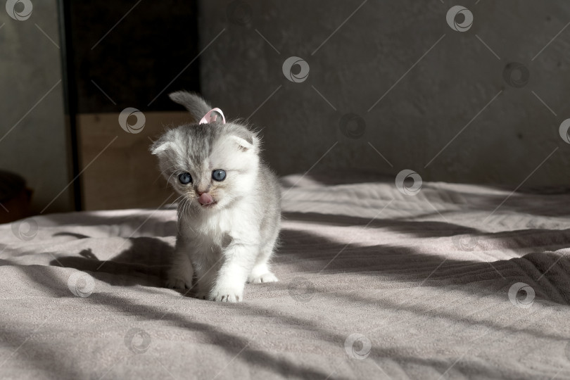 Скачать Шотландский прямолинейный серебристый котенок бежит фотосток Ozero