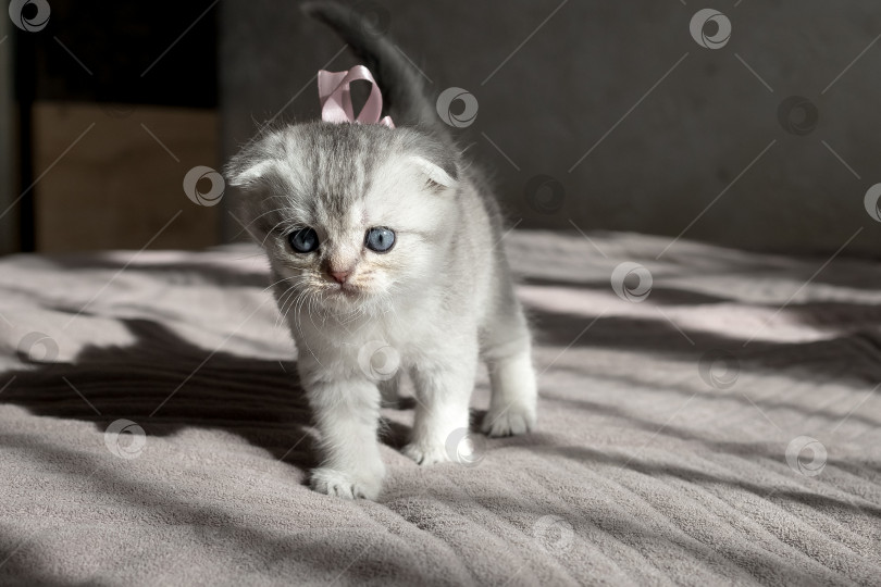 Скачать Шотландский прямолинейный серебристый котенок бежит фотосток Ozero