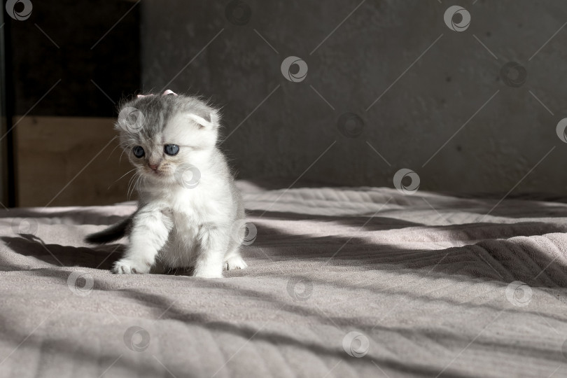 Скачать Шотландский прямолинейный серебристый котенок бежит фотосток Ozero