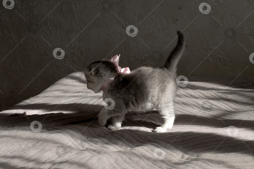 Скачать Шотландский прямолинейный серебристый котенок бежит фотосток Ozero