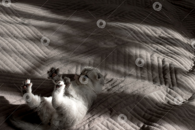 Скачать Шотландский прямолинейный серебристый котенок бежит фотосток Ozero