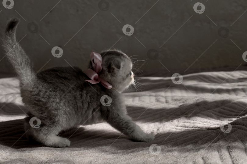 Скачать Шотландский прямолинейный серебристый котенок бежит фотосток Ozero