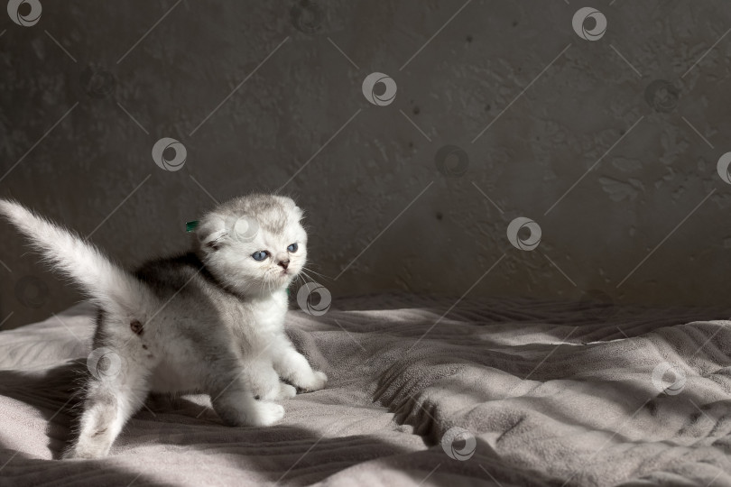 Скачать Шотландский прямолинейный серебристый котенок бежит фотосток Ozero