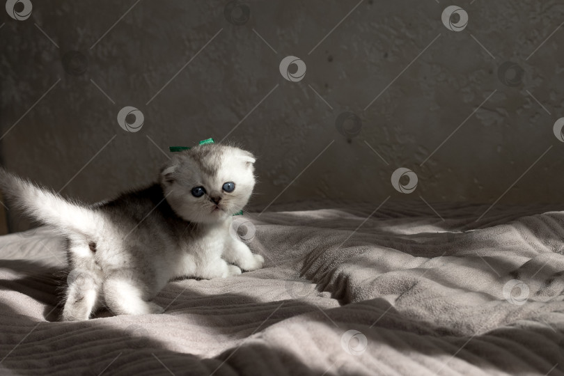 Скачать Шотландский прямолинейный серебристый котенок бежит фотосток Ozero