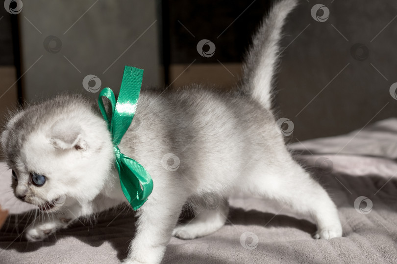 Скачать Шотландский прямолинейный серебристый котенок бежит фотосток Ozero