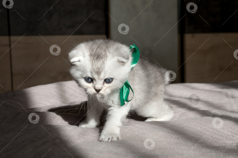 Скачать Шотландский прямолинейный серебристый котенок бежит фотосток Ozero