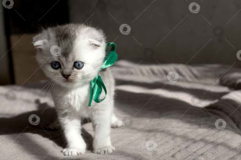 Скачать Шотландский прямолинейный серебристый котенок бежит фотосток Ozero