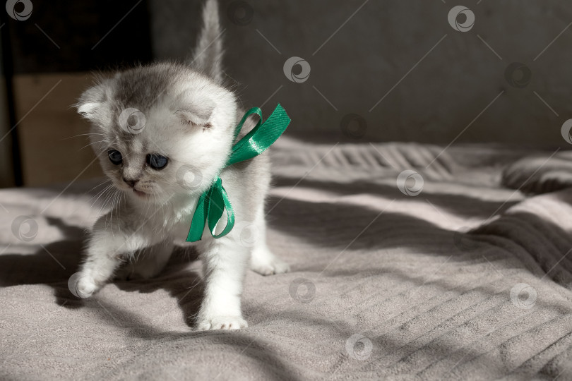 Скачать Шотландский прямолинейный серебристый котенок бежит фотосток Ozero