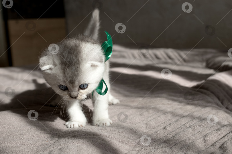 Скачать Шотландский прямолинейный серебристый котенок бежит фотосток Ozero