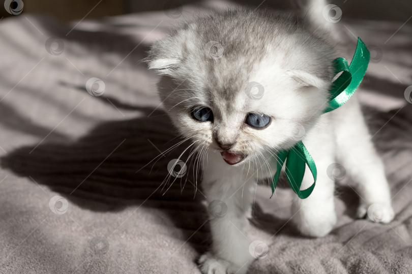 Скачать Шотландский прямолинейный серебристый котенок бежит фотосток Ozero