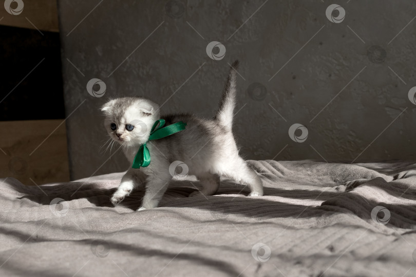 Скачать Шотландский прямолинейный серебристый котенок бежит фотосток Ozero