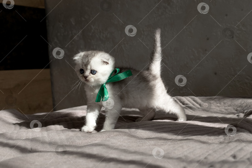 Скачать Шотландский прямолинейный серебристый котенок бежит фотосток Ozero