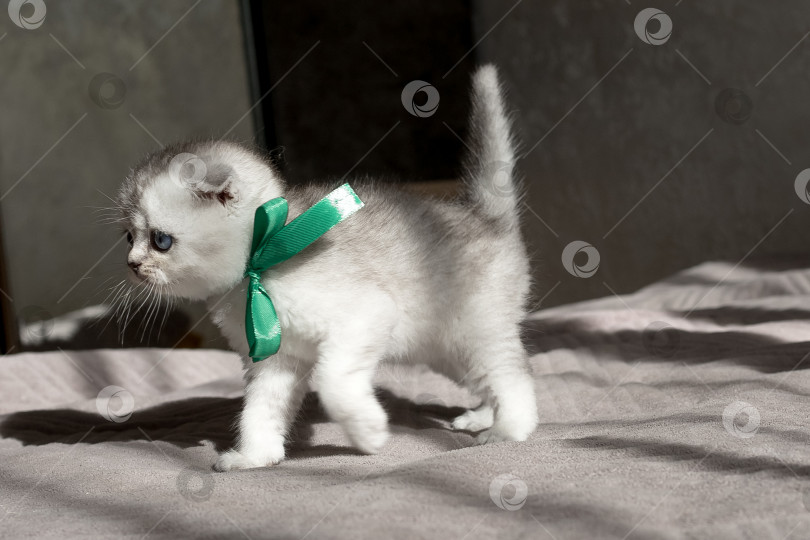 Скачать Шотландский прямолинейный серебристый котенок бежит фотосток Ozero