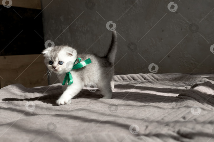 Скачать Шотландский прямолинейный серебристый котенок бежит фотосток Ozero