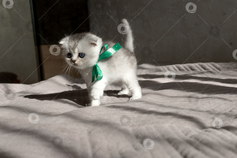 Скачать Шотландский прямолинейный серебристый котенок бежит фотосток Ozero