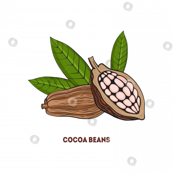 Скачать Какао-бобы с кусочками шоколада. Векторная иллюстрация фотосток Ozero