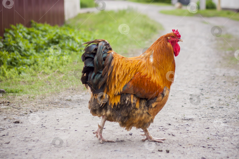 Скачать Петух и курица прогуливаются по проселочной дороге в сельской местности. Животное свободно пасется на улице в деревне. фотосток Ozero