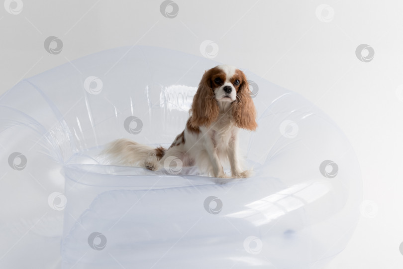 Скачать белый фон. собака Кавалер Кинг Чарльз спаниель. Собака сидит фотосток Ozero