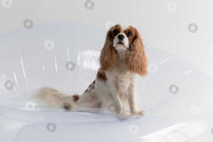 Скачать белый фон. собака Кавалер Кинг Чарльз спаниель. Собака сидит фотосток Ozero
