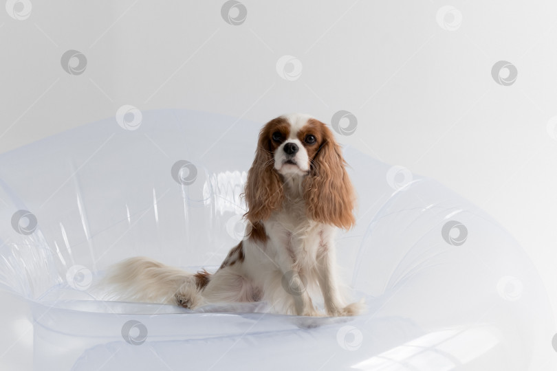 Скачать белый фон. собака Кавалер Кинг Чарльз спаниель. Собака сидит фотосток Ozero