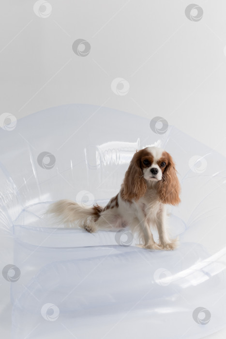 Скачать белый фон. собака Кавалер Кинг Чарльз спаниель. Собака сидит фотосток Ozero