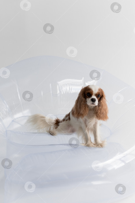 Скачать белый фон. собака Кавалер Кинг Чарльз спаниель. Собака сидит фотосток Ozero