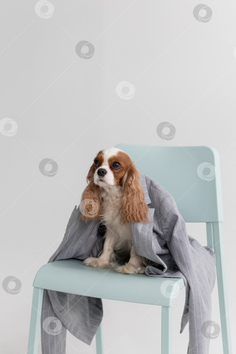 Скачать Кавалер Кинг Чарльз Спаниель, Собака, Сидящая В Куртке На Стуле На Белом Фоне фотосток Ozero
