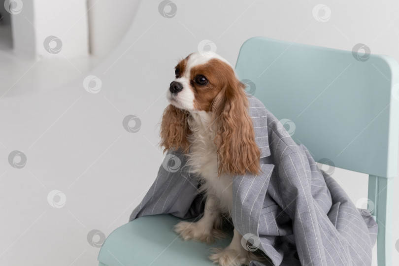 Скачать Кавалер Кинг Чарльз Спаниель, Собака, Сидящая В Куртке На Стуле На Белом Фоне фотосток Ozero