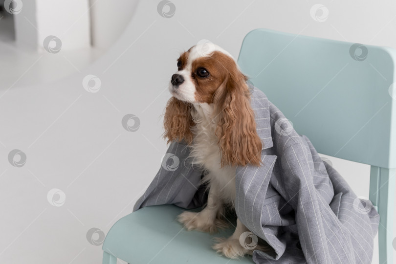 Скачать Кавалер Кинг Чарльз Спаниель, Собака, Сидящая В Куртке На Стуле На Белом Фоне фотосток Ozero
