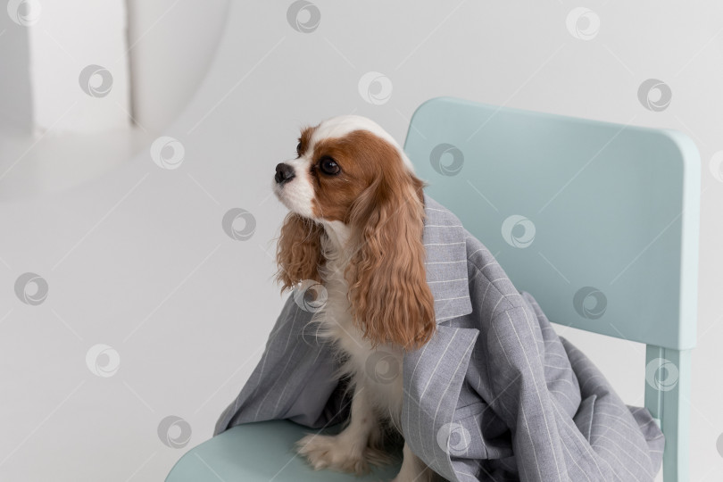 Скачать Кавалер Кинг Чарльз Спаниель, Собака, Сидящая В Куртке На Стуле На Белом Фоне фотосток Ozero
