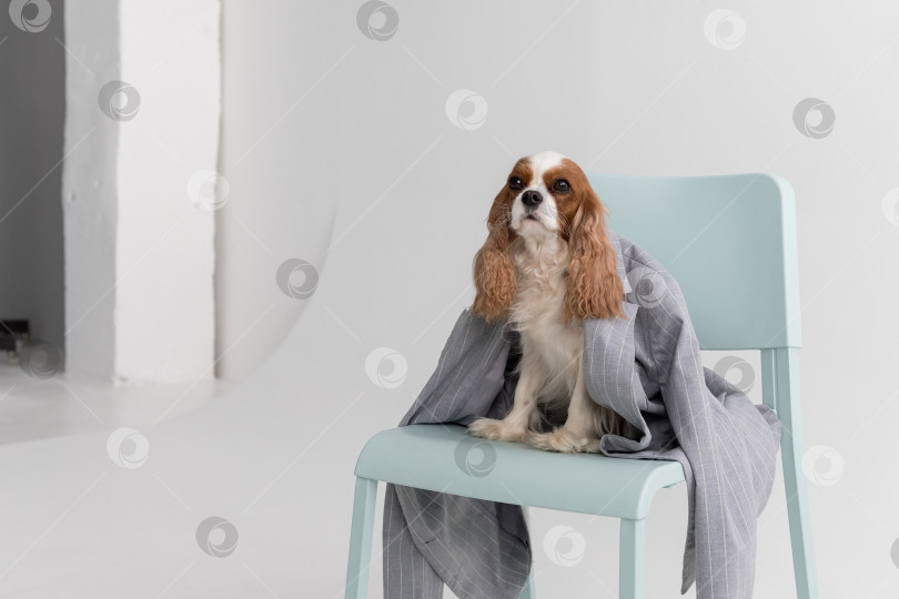 Скачать Кавалер Кинг Чарльз Спаниель, Собака, Сидящая В Куртке На Стуле На Белом Фоне фотосток Ozero
