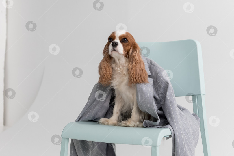 Скачать Кавалер Кинг Чарльз Спаниель, Собака, Сидящая В Куртке На Стуле На Белом Фоне фотосток Ozero