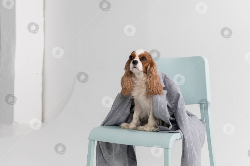 Скачать Кавалер Кинг Чарльз Спаниель, Собака, Сидящая В Куртке На Стуле На Белом Фоне фотосток Ozero