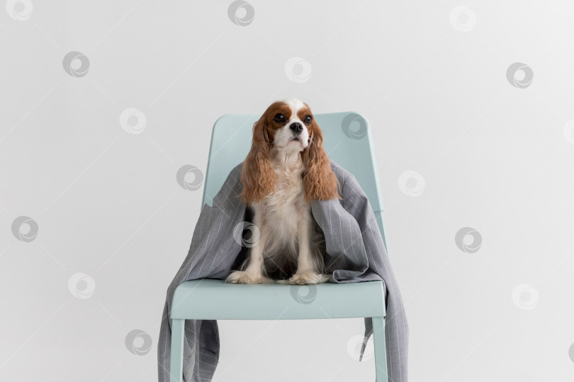 Скачать Кавалер Кинг Чарльз Спаниель, Собака, Сидящая В Куртке На Стуле На Белом Фоне фотосток Ozero