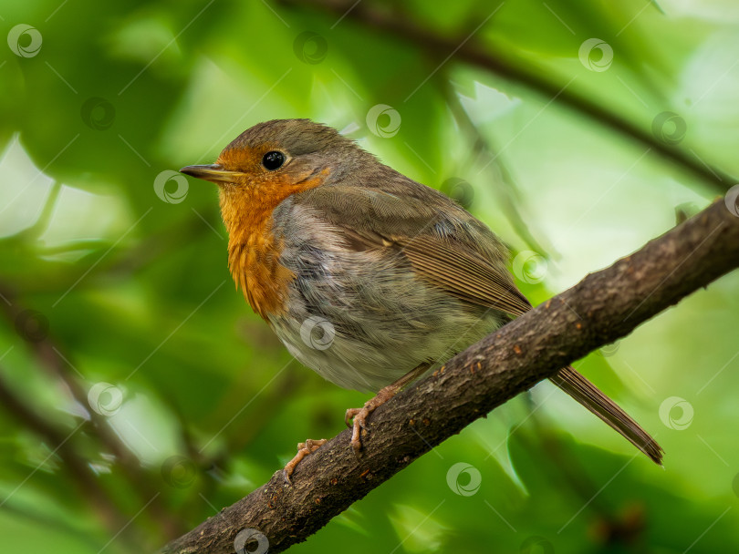 Скачать Европейская малиновка или Erithacus Rubecula портрет птицы фотосток Ozero