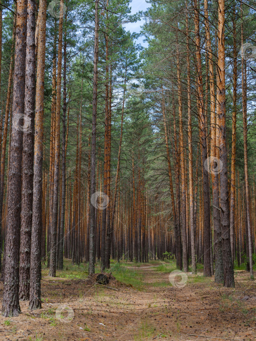Скачать сосновый лес в летний день фотосток Ozero