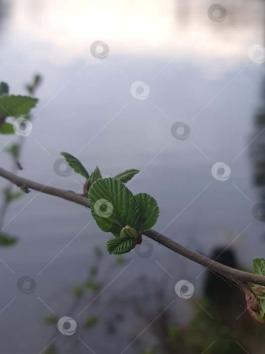 Скачать Распукаются листья фотосток Ozero