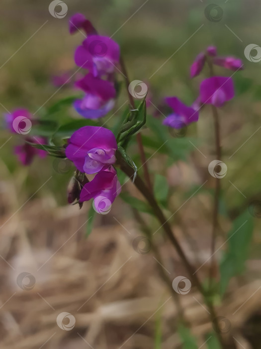 Скачать Весенний цветок фотосток Ozero