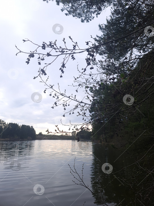 Скачать Пруд весной фотосток Ozero