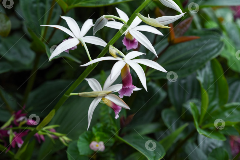 Скачать Крупный план Phaius tankervilleae, известной как орхидея-монахиня, с элегантными белыми лепестками и фиолетовыми губками, распускающимися среди пышной зеленой тропической листвы. фотосток Ozero